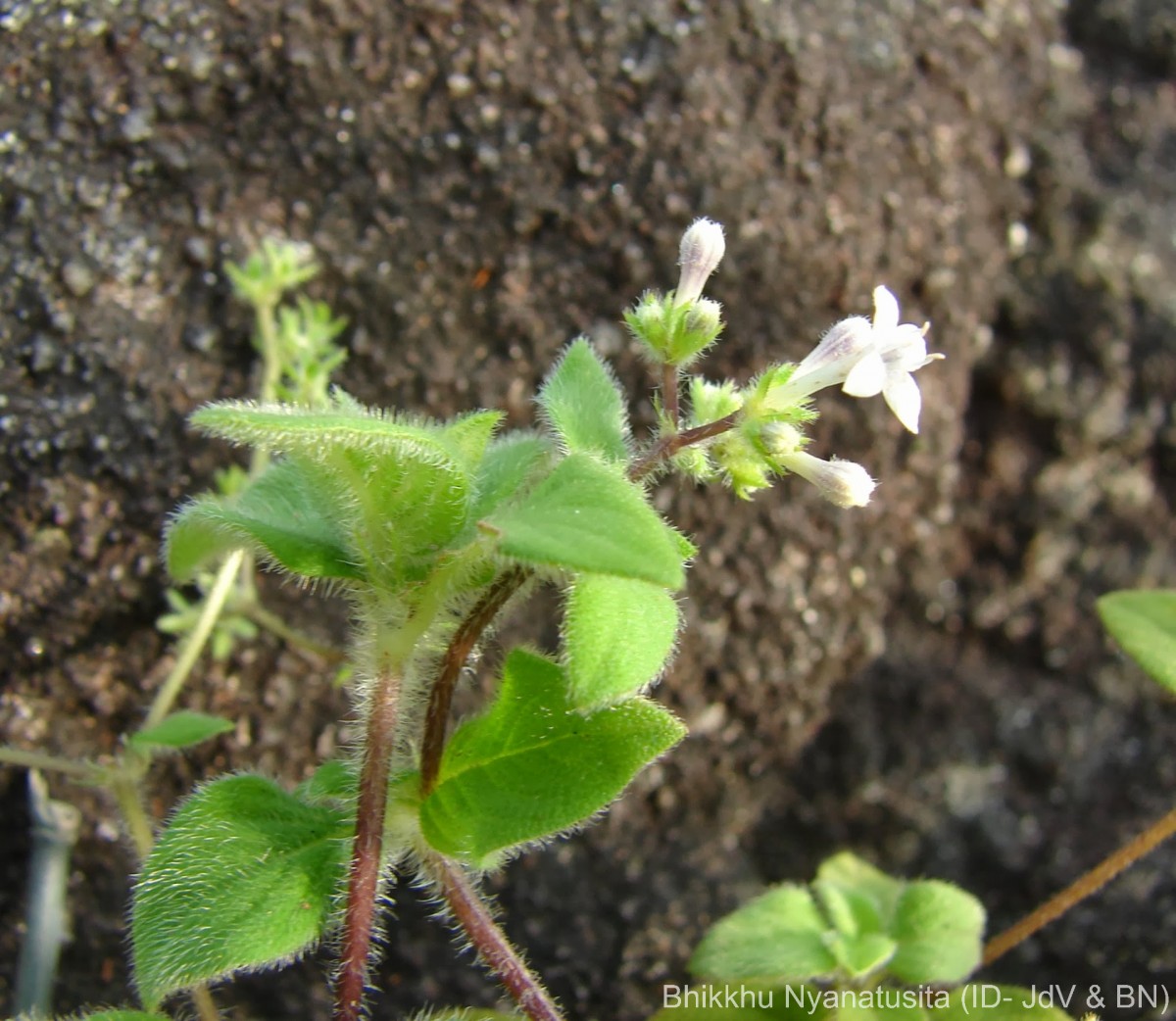 Neanotis monosperma (Wight & Arn.) W.H.Lewis